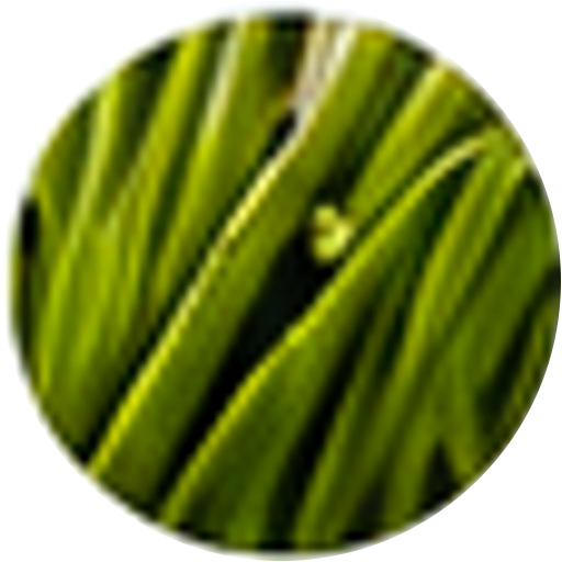 Bamboo biomass pellet feedstock